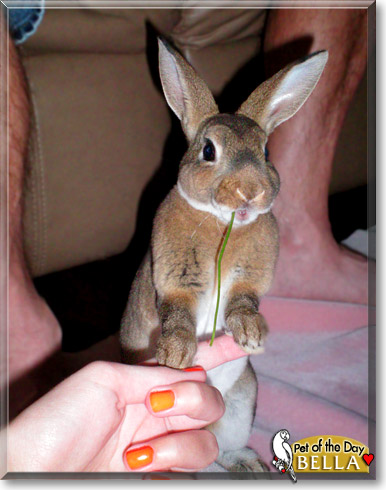 Bella, the Pet of the Day