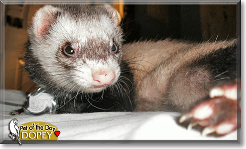 Dopey, the Pet of the Day
