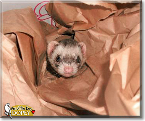 Dopey, the Pet of the Day