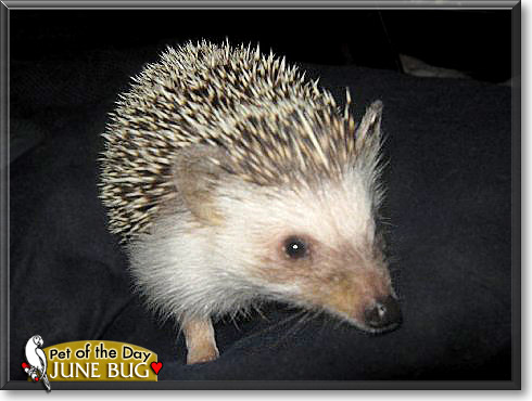 June Bug, the Pet of the Day
