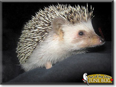 June Bug, the Pet of the Day