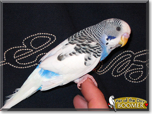 Boomer, the Pet of the Day Boomer, the Pet of the Day
