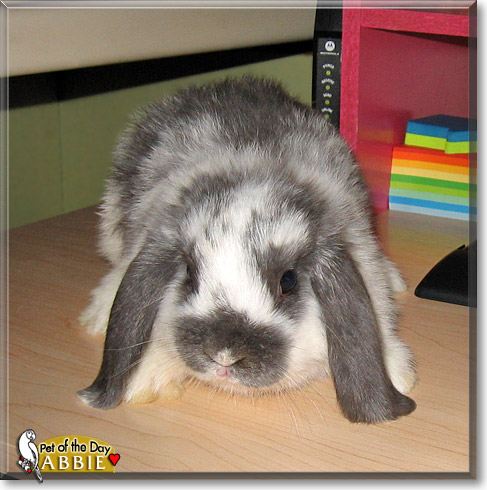 Abbie, the Pet of the Day