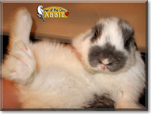 Abbie, the Pet of the Day