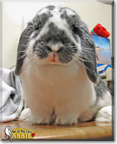 Abbie, the Pet of the Day