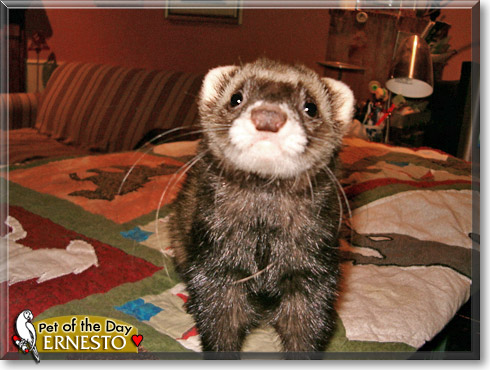 Ernesto, the Pet of the Day
