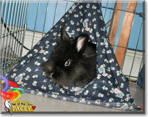 Pacey, the Pet of the Day Pacey, the Pet of the Day