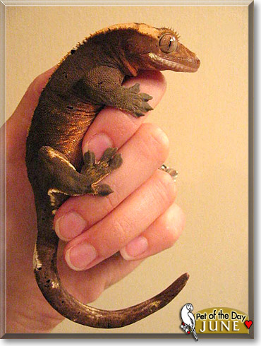 June, the Pet of the Day