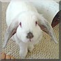 Daphne