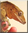 Raptor
