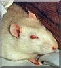 Vito