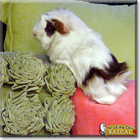Rascal, the Pet of the Day