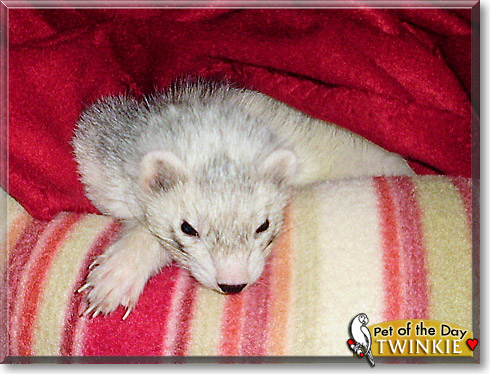 Twinkie, the Pet of the Day
