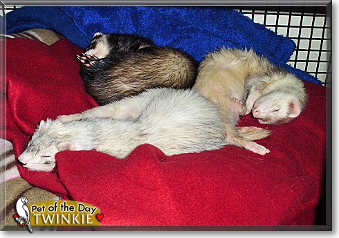 Twinkie, the Pet of the Day