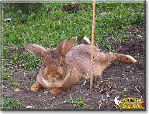 Sera, the Pet of the Day