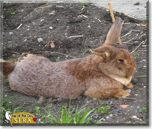 Sera, the Pet of the Day Sera, the Pet of the Day