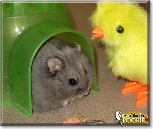 Pookie, the Pet of the Day