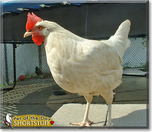 Shortstuff, the Pet of the Day