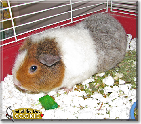 Cookie, the Pet of the Day