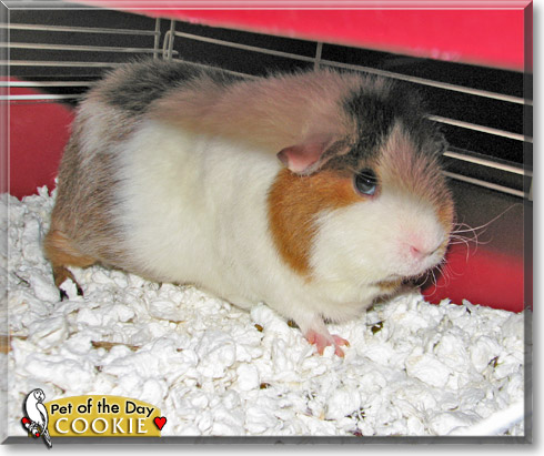 Cookie, the Pet of the Day