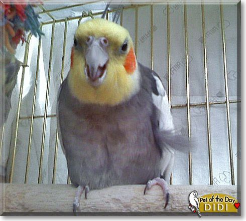 Didi, the Pet of the Day
