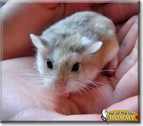 Hommy, the Pet of the Day