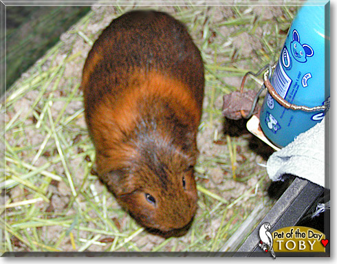 Toby, the Pet of the Day