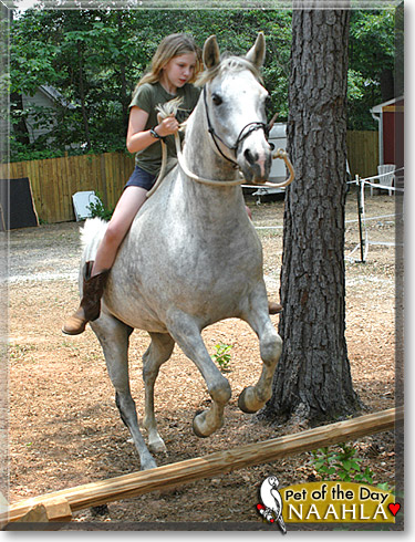 Naahla, the Pet of the Day