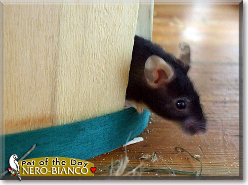 Nero Bianco, the Pet of the Day