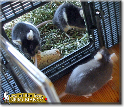 Nero Bianco, the Pet of the Day