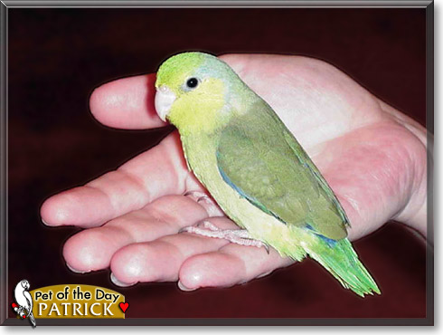 Patrick, the Pet of the Day