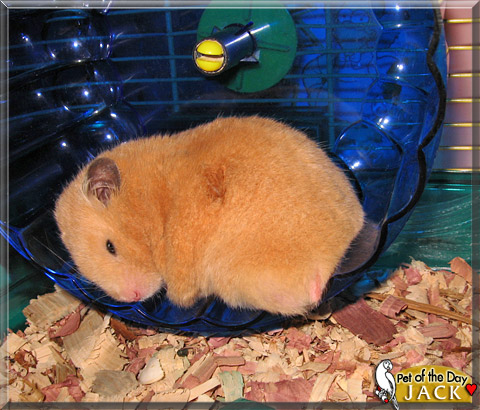 Jack, the Pet of the Day