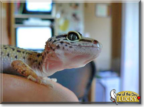 Lucky, the Pet of the Day