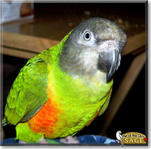 Sage, the Pet of the Day