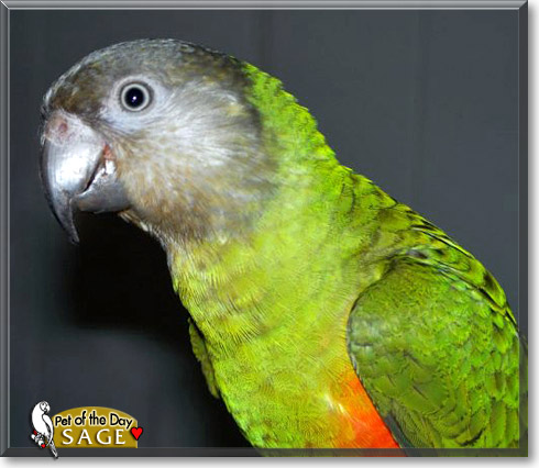 Sage, the Pet of the Day