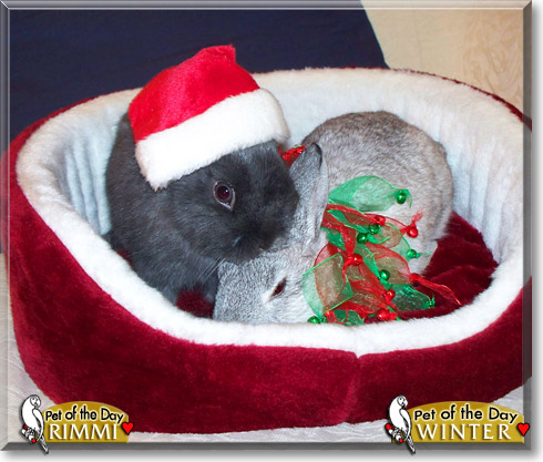 Rimmi and Winter, the Pet of the Day