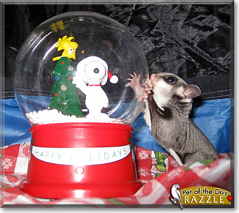 Razzle, the Pet of the Day