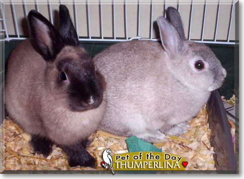 Thumperlina, the Pet of the Day Thumperlina, the Pet of the Day