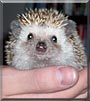 Squee