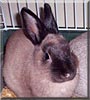 Thumperlina