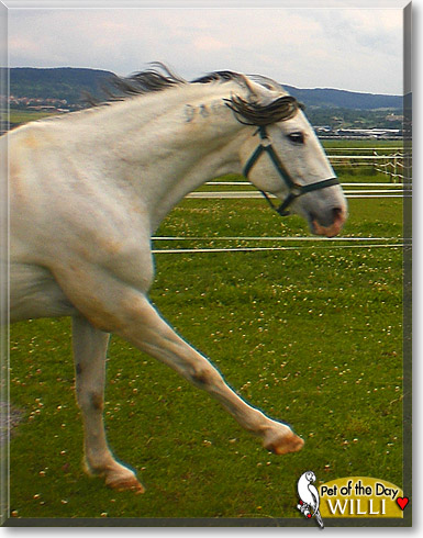 Willi, the Pet of the Day