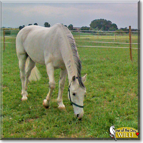 Willi, the Pet of the Day