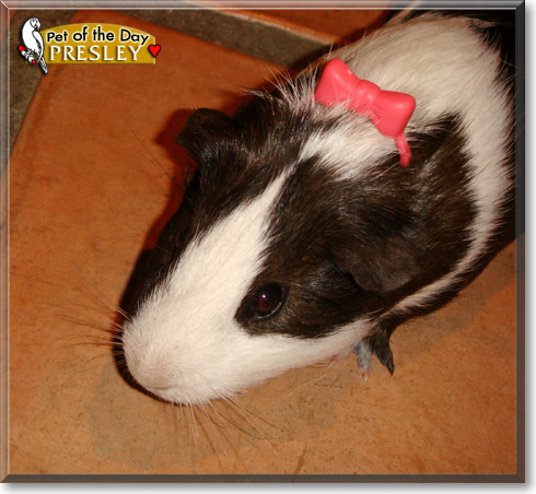 Presley, the Pet of the Day Presley, the Pet of the Day