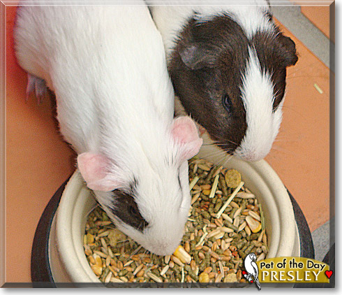 Presley, the Pet of the Day Presley, the Pet of the Day