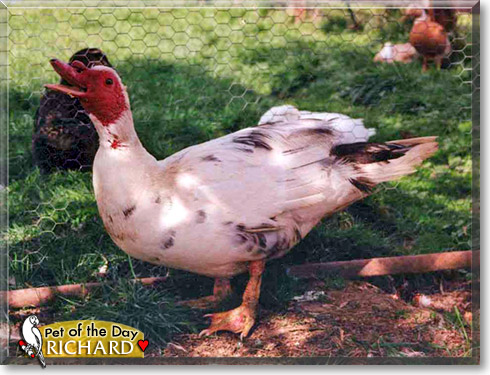 Richard, the Pet of the Day