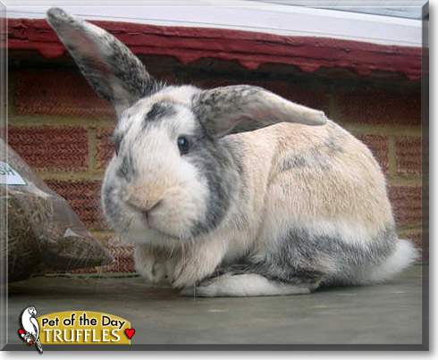 Truffles, the Pet of the Day Truffles, the Pet of the Day
