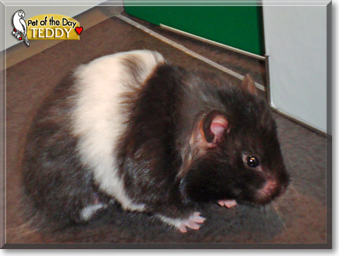 Teddy, the Pet of the Day