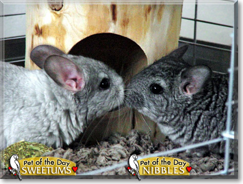 Sweetums, Nibbles, the Pet of the Day