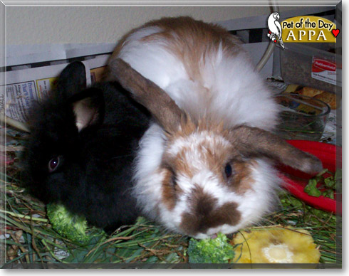 Machine Bun Kelly, the Pet of the Day Machine Bun Kelly, the Pet of the Day