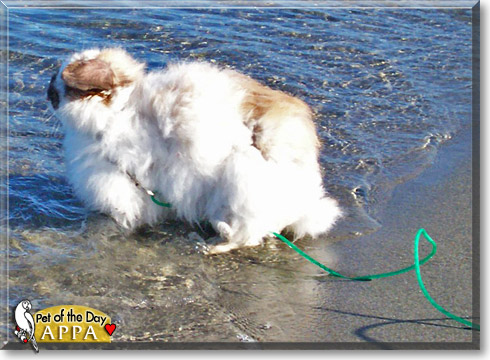 Machine Bun Kelly, the Pet of the Day Machine Bun Kelly, the Pet of the Day